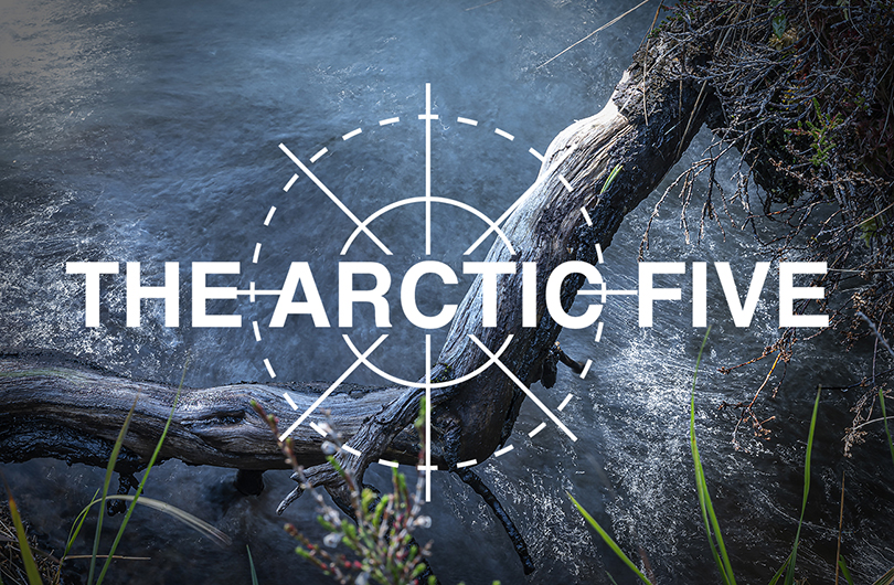 The Arctic Five logo on top of a branch above a pool of water